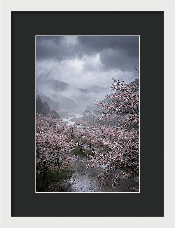 Cherry Blossom Serenade
