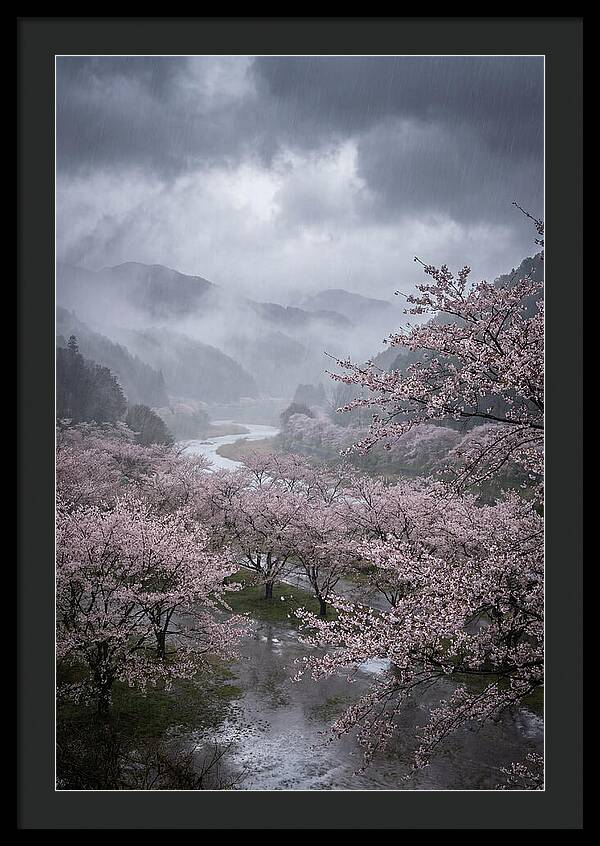 Cherry Blossom Serenade