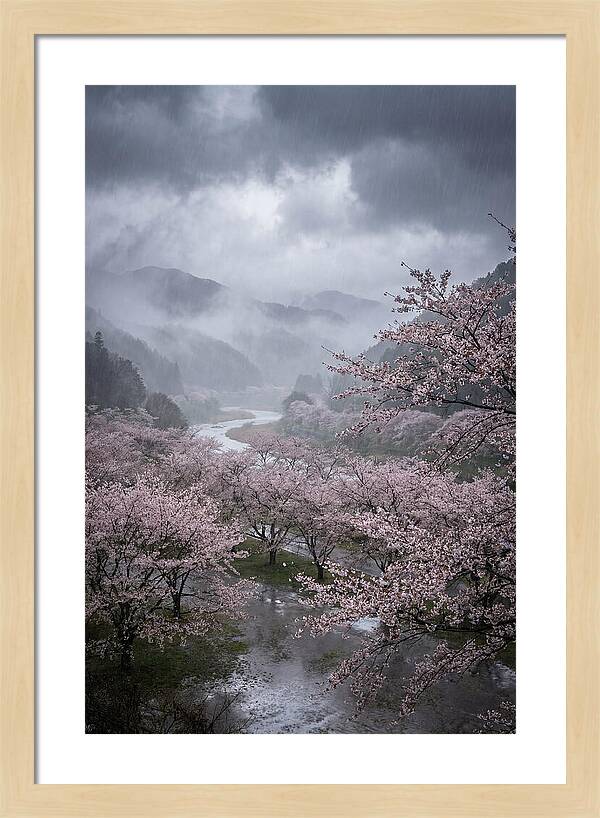 Cherry Blossom Serenade