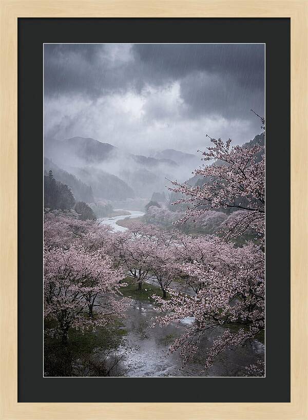 Cherry Blossom Serenade