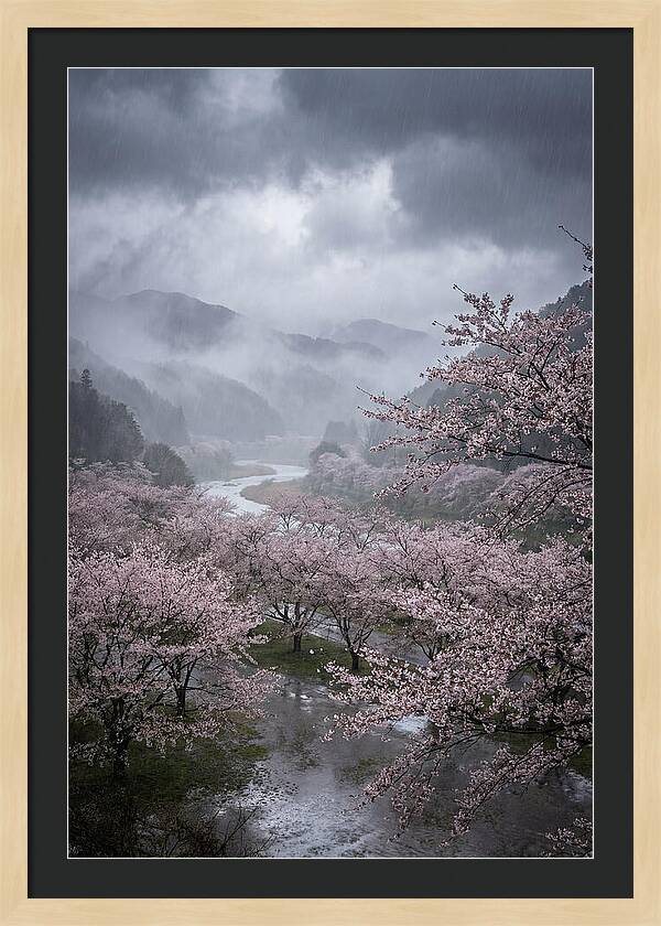 Cherry Blossom Serenade