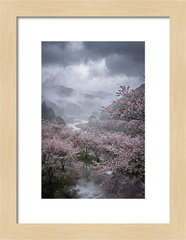 Cherry Blossom Serenade