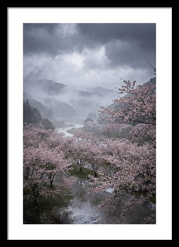 Cherry Blossom Serenade
