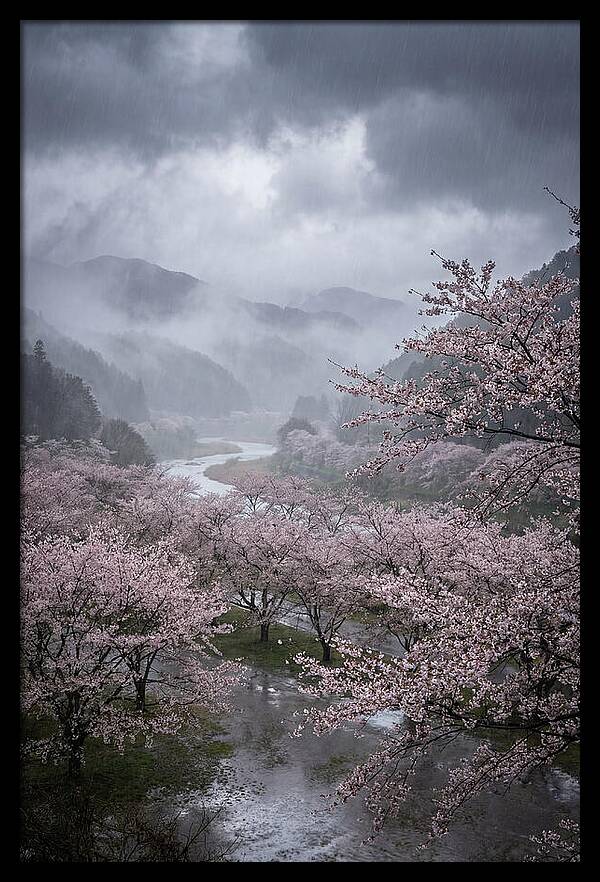Cherry Blossom Serenade