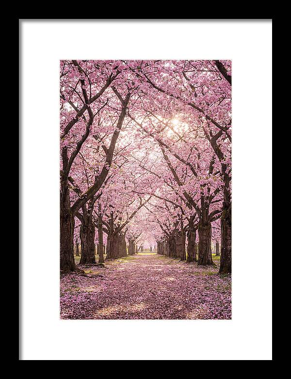 Cherry Blossom Serenity