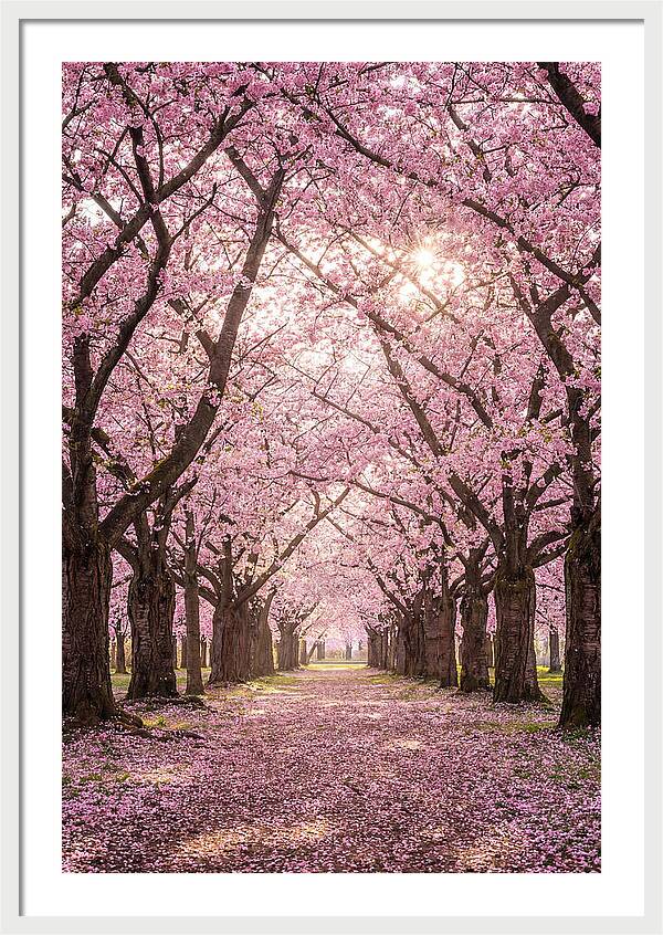 Cherry Blossom Serenity