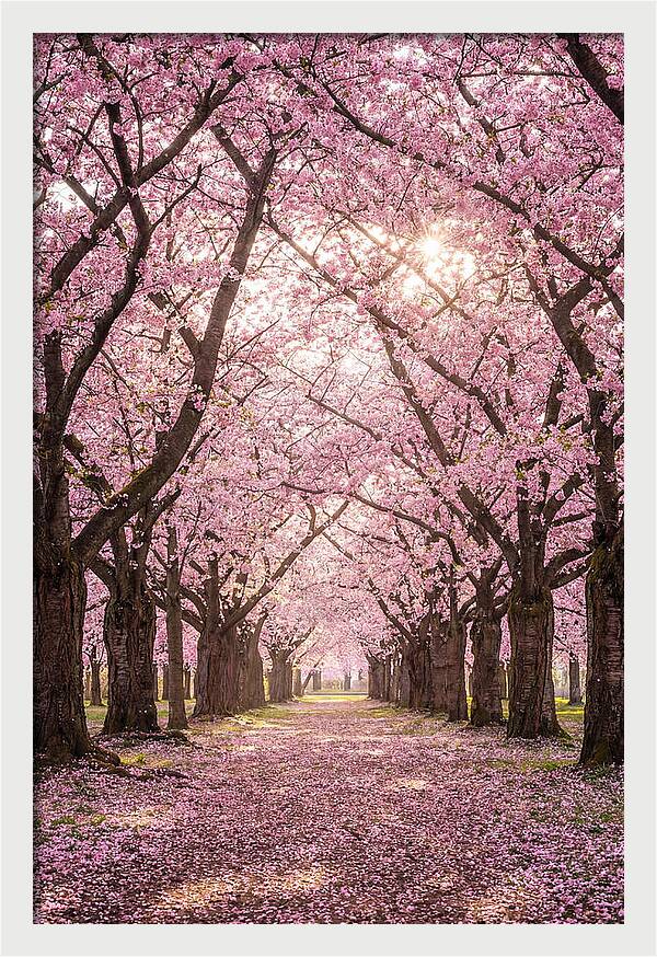 Cherry Blossom Serenity