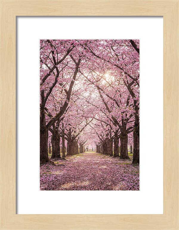 Cherry Blossom Serenity