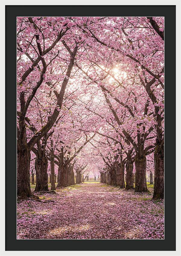 Cherry Blossom Serenity