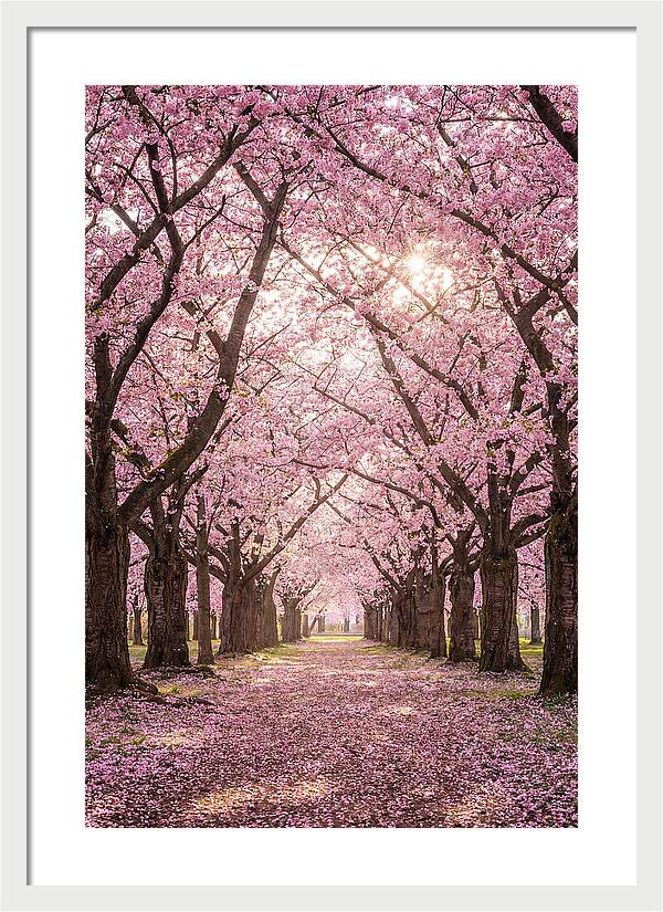 Cherry Blossom Serenity
