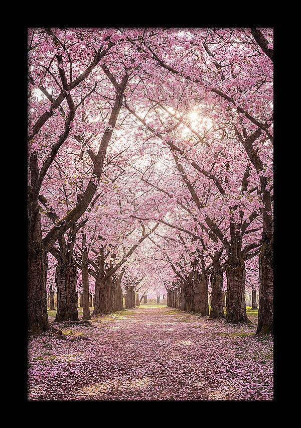 Cherry Blossom Serenity