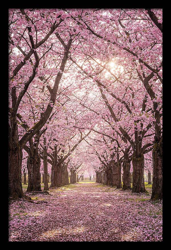 Cherry Blossom Serenity
