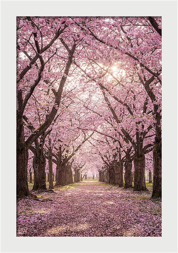 Cherry Blossom Serenity