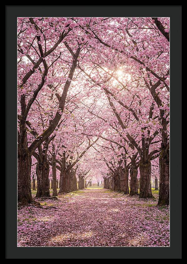 Cherry Blossom Serenity