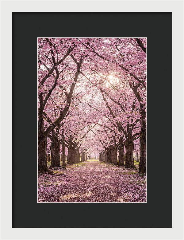 Cherry Blossom Serenity