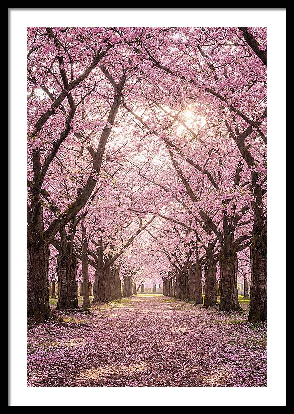 Cherry Blossom Serenity