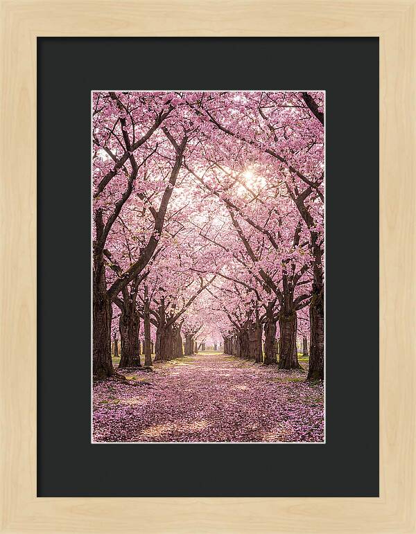 Cherry Blossom Serenity