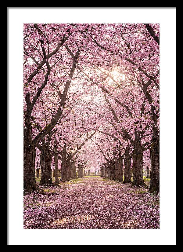 Cherry Blossom Serenity