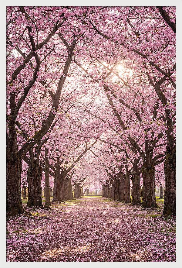 Cherry Blossom Serenity