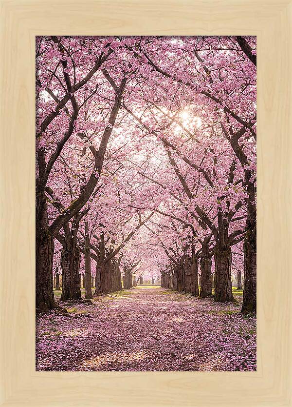 Cherry Blossom Serenity