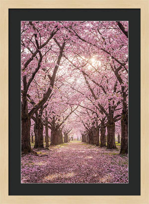Cherry Blossom Serenity