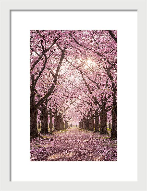 Cherry Blossom Serenity