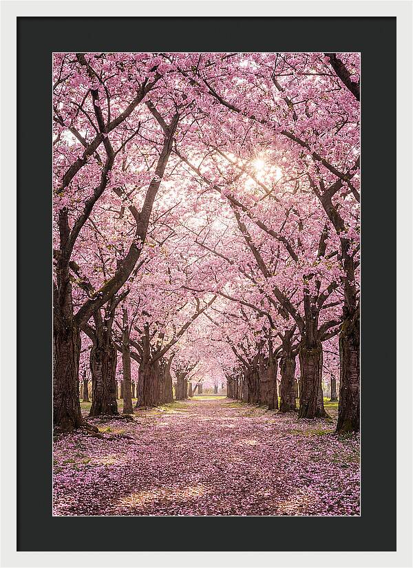 Cherry Blossom Serenity