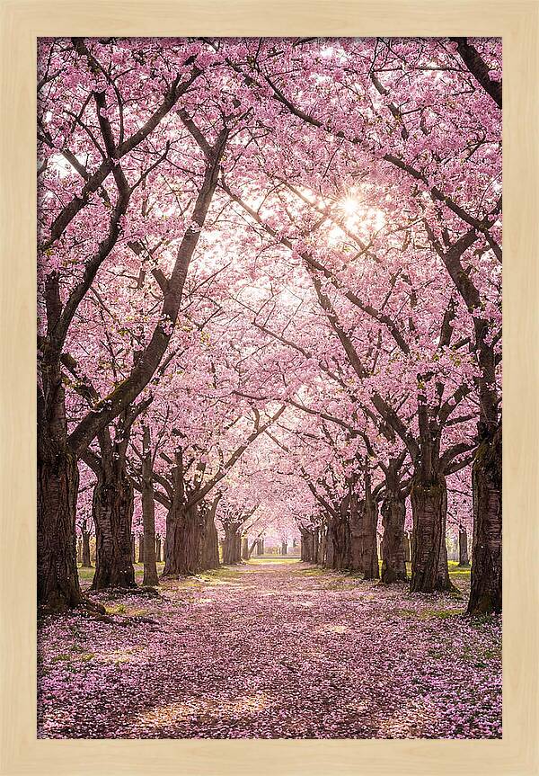 Cherry Blossom Serenity