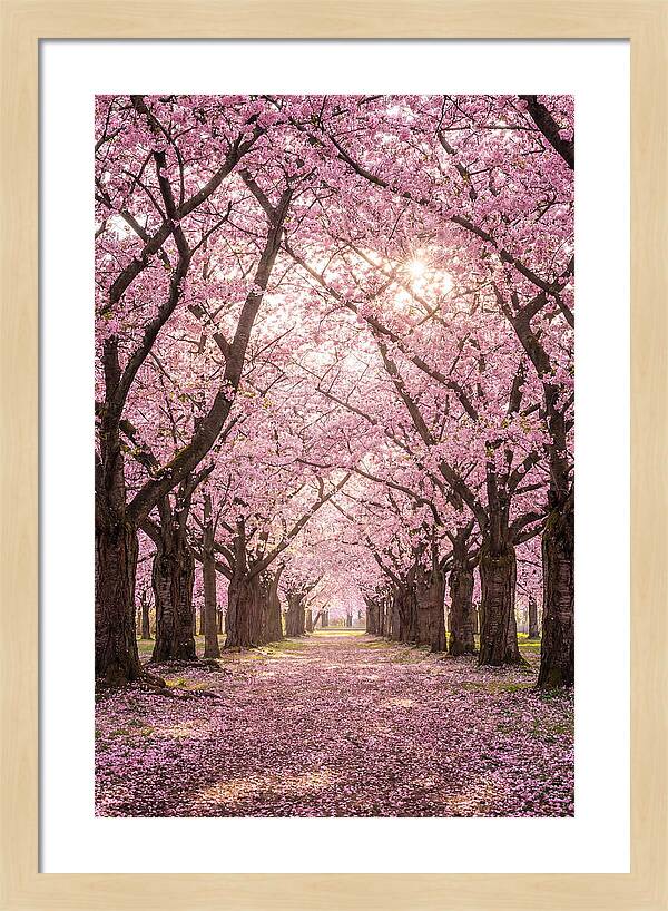 Cherry Blossom Serenity