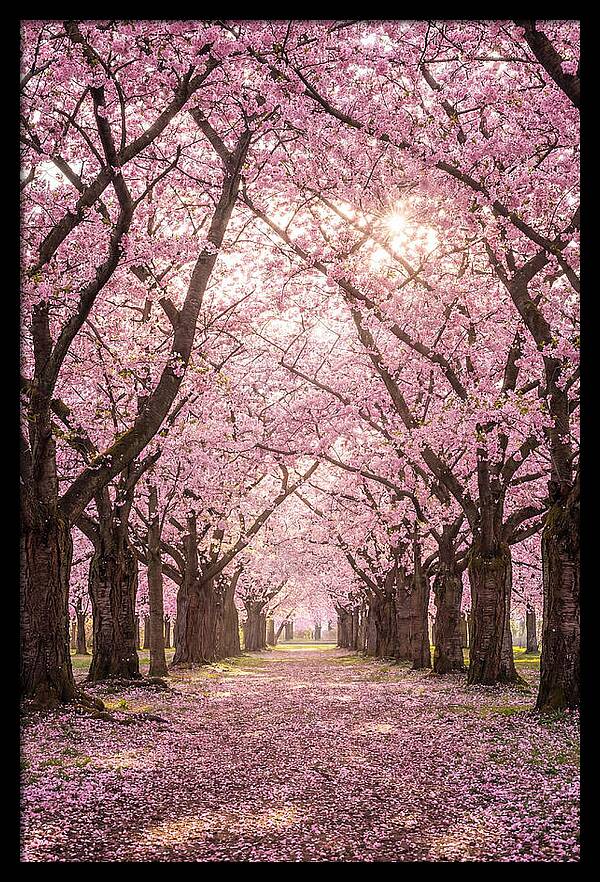 Cherry Blossom Serenity