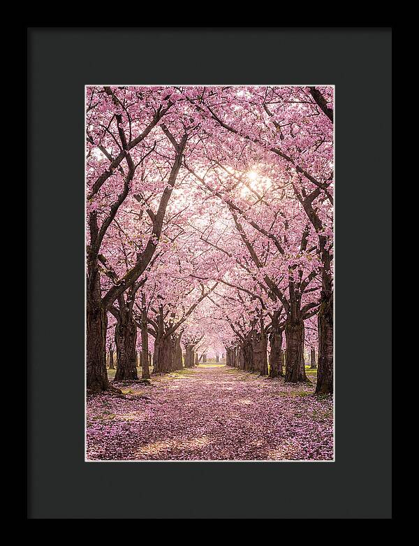 Cherry Blossom Serenity