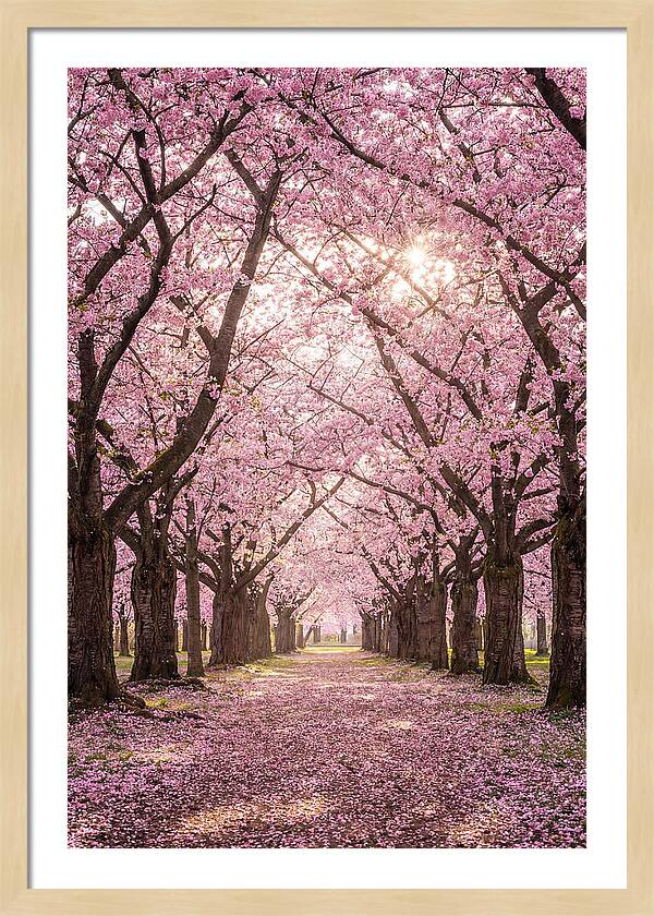 Cherry Blossom Serenity