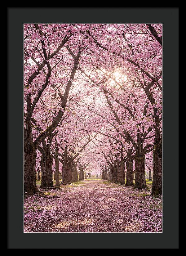 Cherry Blossom Serenity