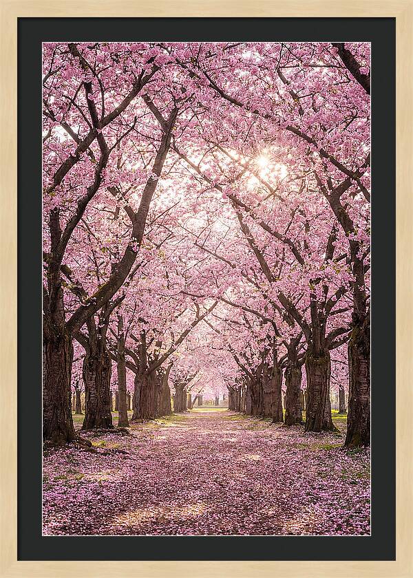 Cherry Blossom Serenity
