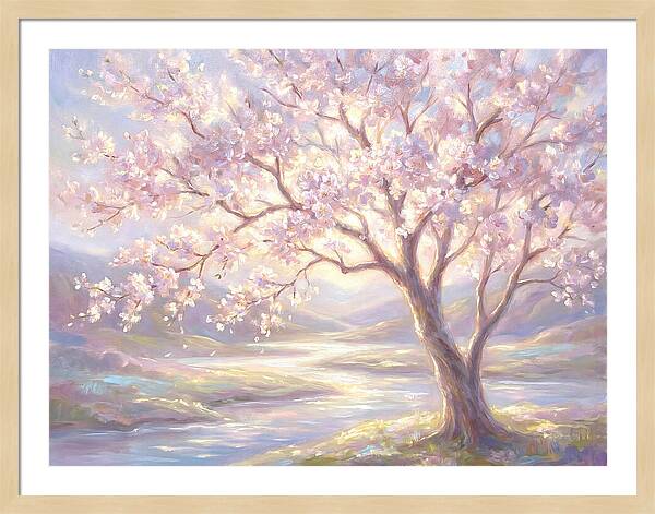 Cherry Blossom Serenity
