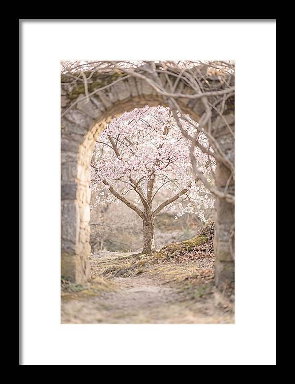 Cherry Blossom Serenity