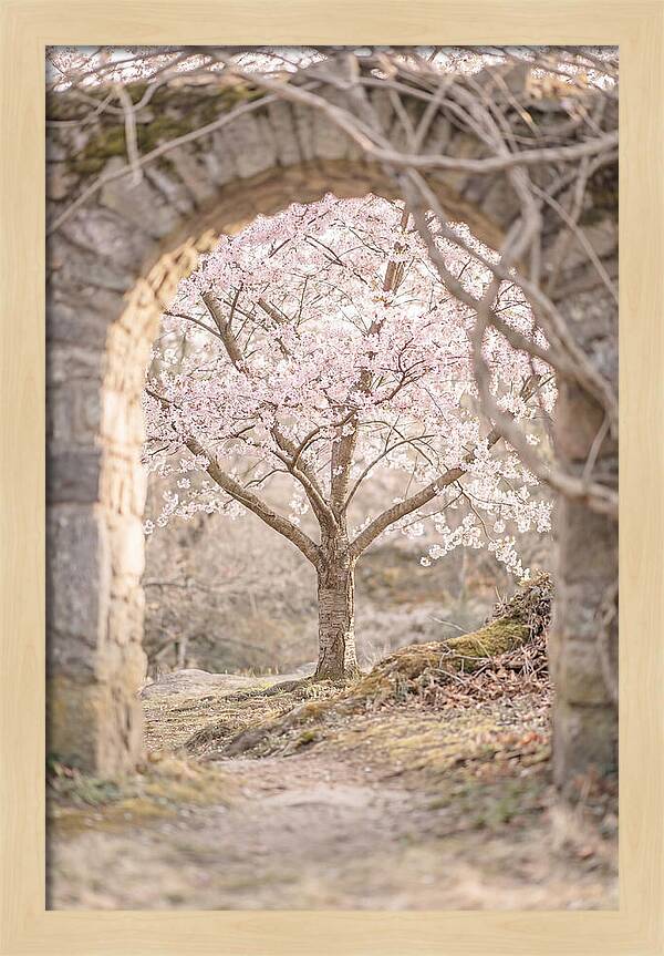 Cherry Blossom Serenity