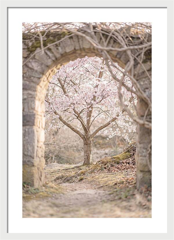 Cherry Blossom Serenity