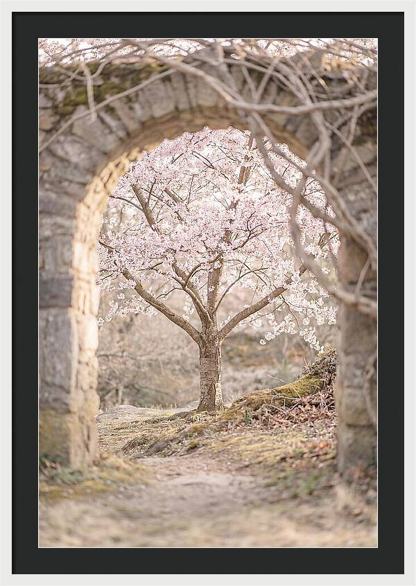 Cherry Blossom Serenity