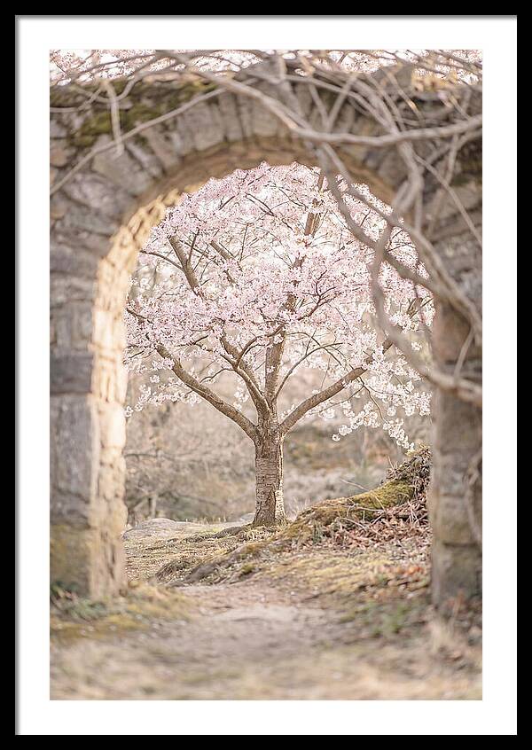 Cherry Blossom Serenity