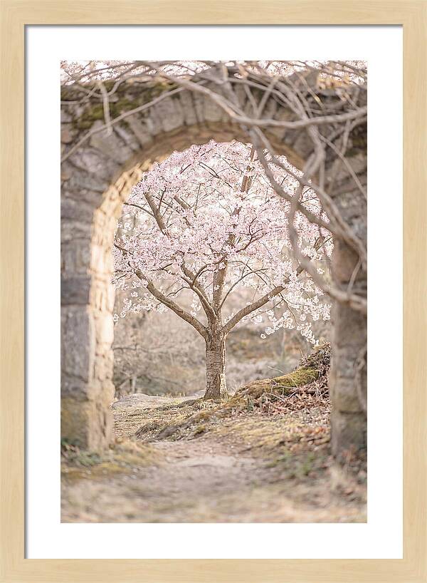 Cherry Blossom Serenity