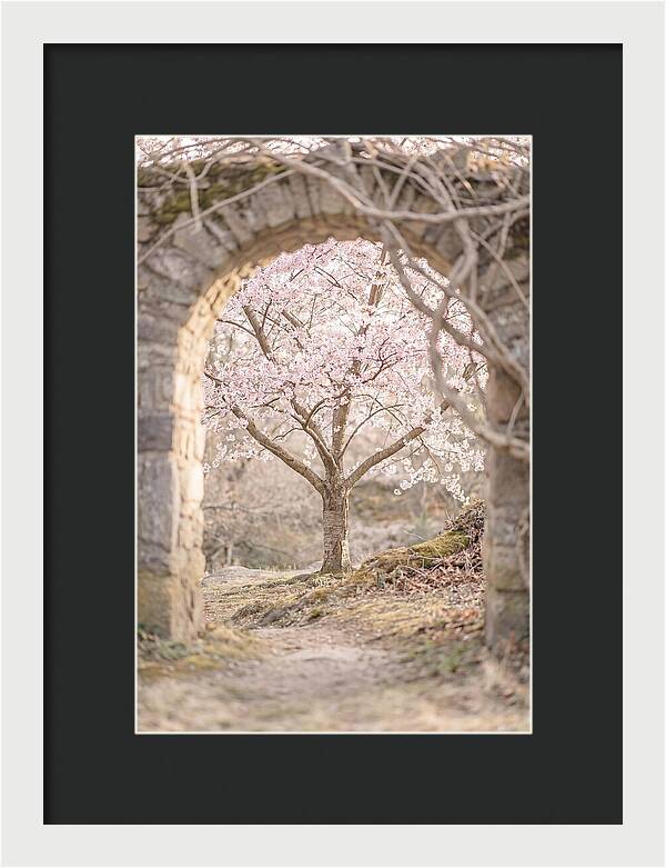 Cherry Blossom Serenity