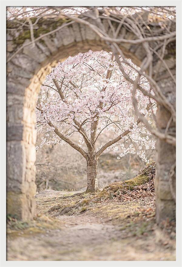 Cherry Blossom Serenity