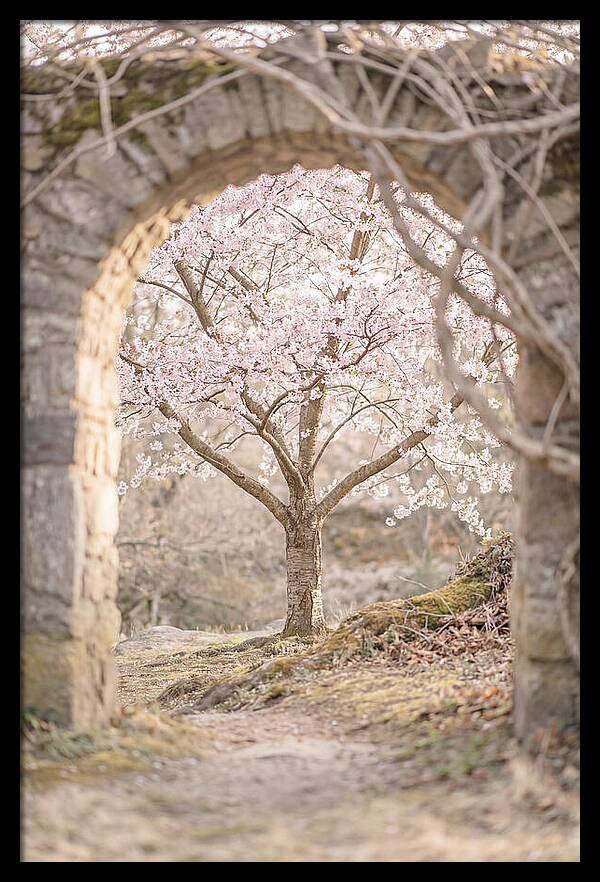 Cherry Blossom Serenity