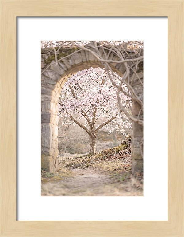 Cherry Blossom Serenity