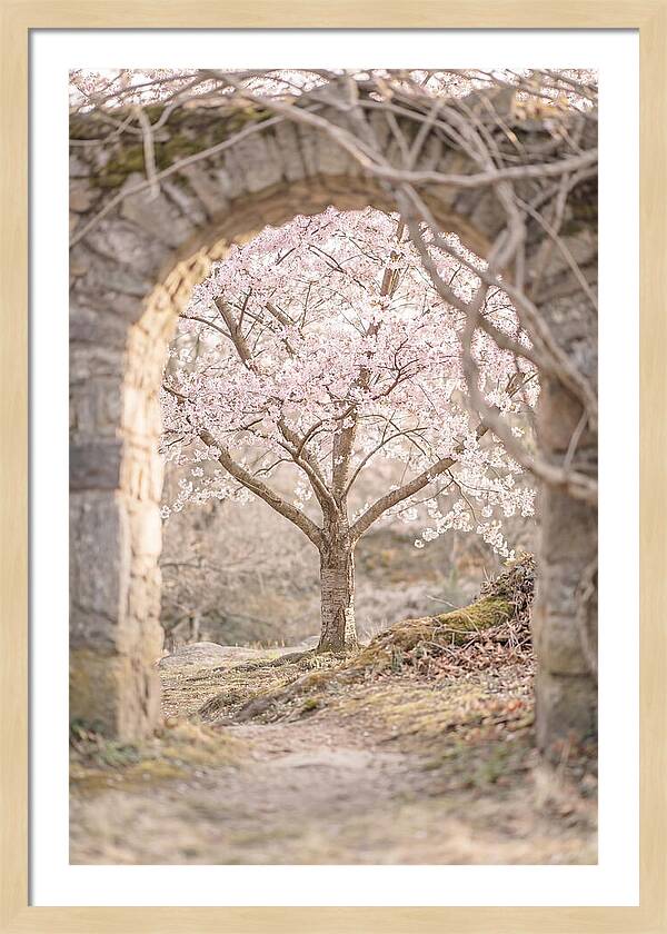 Cherry Blossom Serenity