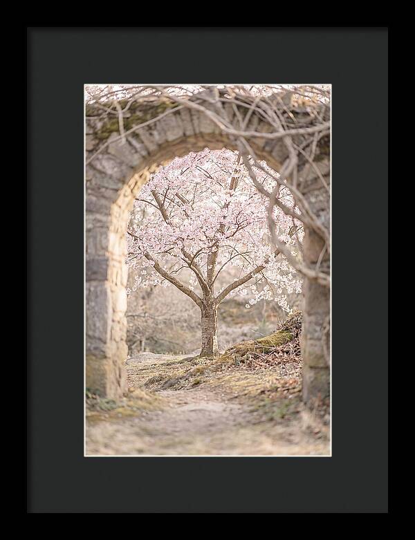 Cherry Blossom Serenity