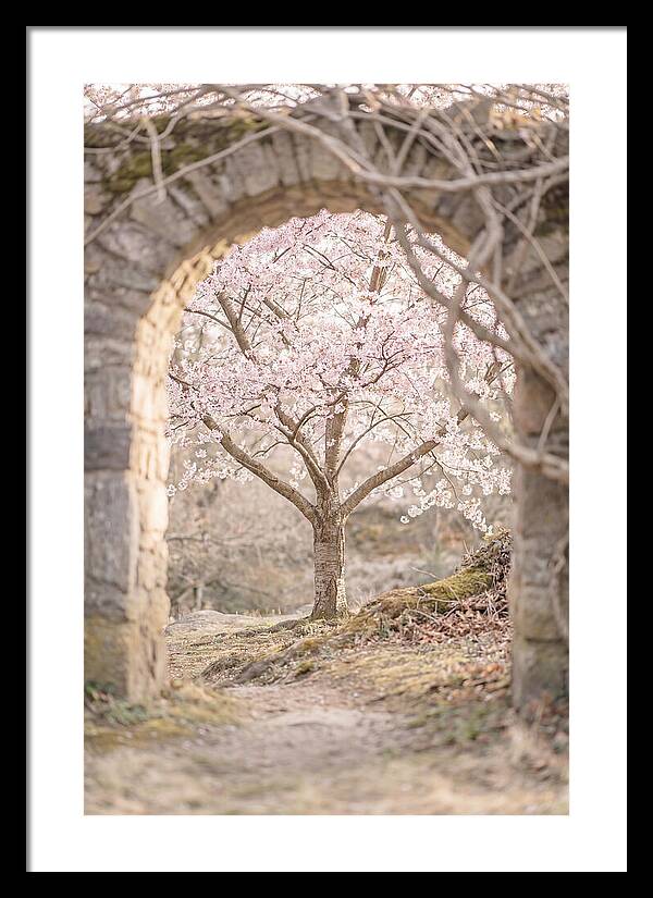 Cherry Blossom Serenity