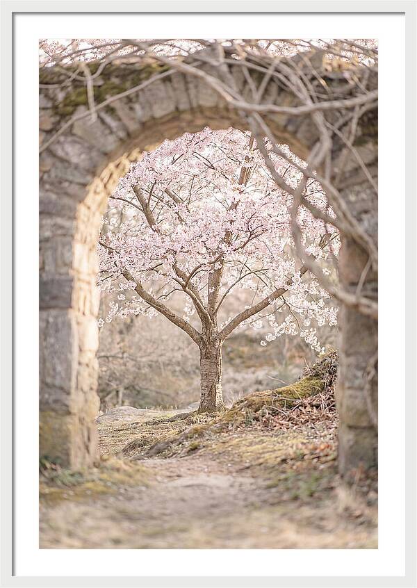 Cherry Blossom Serenity
