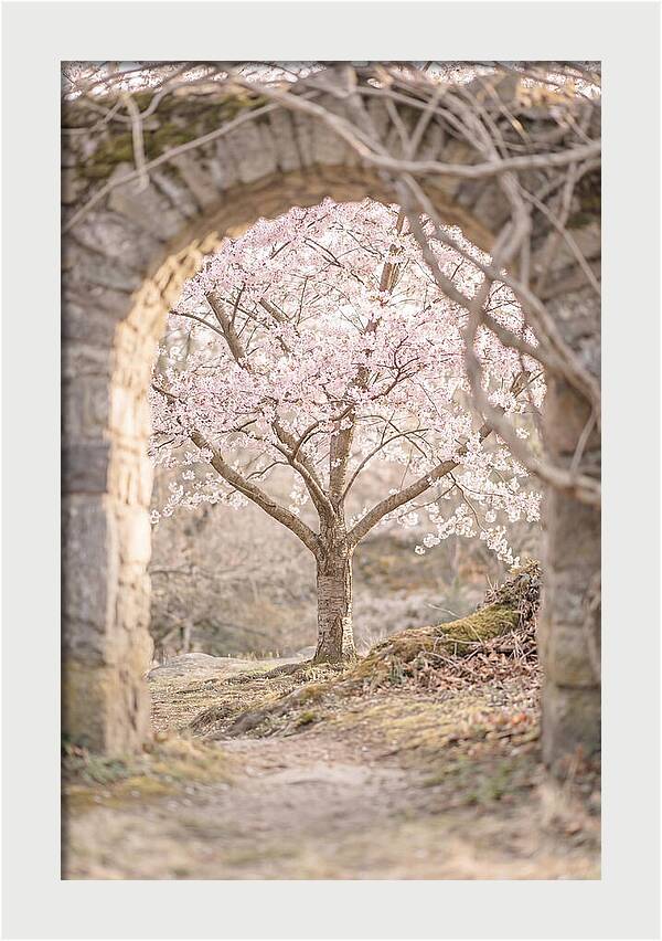 Cherry Blossom Serenity